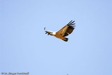 Mönchsgeier (4 von 9).jpg